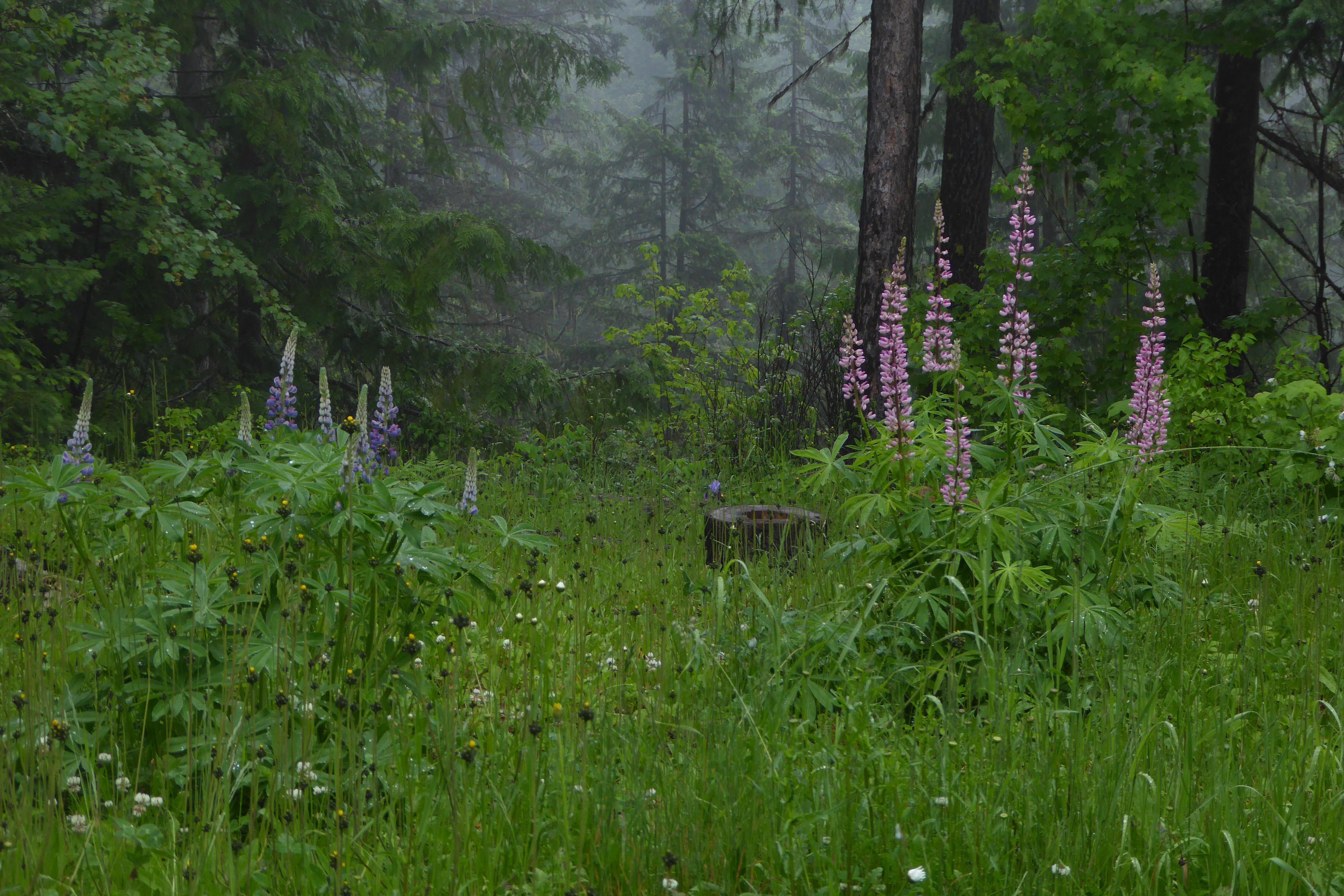lupines
